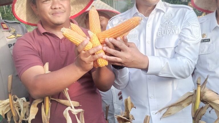 Panen Raya Jagung Tahap 1 Oleh Kelompok Tani Saroha Berjalan Dengan Sukses