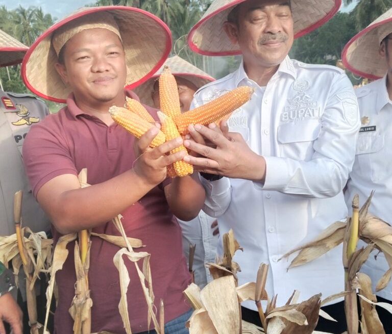 Panen Raya Jagung Tahap 1 Oleh Kelompok Tani Saroha Berjalan Dengan Sukses