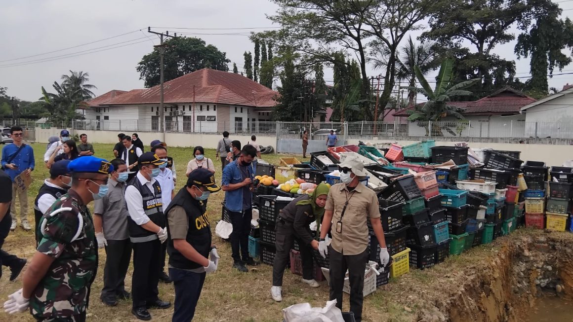 Pemusnahan Buah Mangga Ilegal Asal Thailand Digelar di Medan, Dandenpom I/5 Turut Hadir