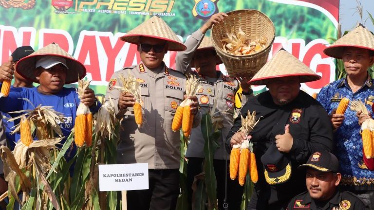 PANEN: Kapolrestabes Medan Pimpin Panen Jagung Petani Polres Medan
