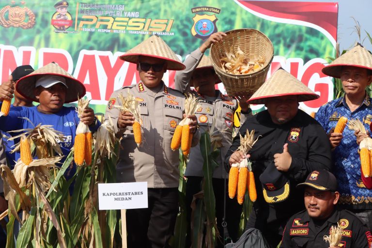 PANEN: Kapolrestabes Medan Pimpin Panen Jagung Petani Polres Medan