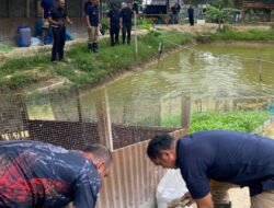 Panen 35 kilogram ikan Nila Dari Lahan Ketapang , Rutan Tanjung Pura Alokasikan Hasil Panen untuk Pemenuhan BAMA Warga Binaan
