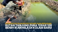 Komoditas Dilahan Ketapang Kian Beragam Rutan Tanjung Pura Tebar 100 Benih Ikan Nila di Kolam Baru