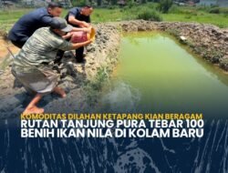Komoditas Dilahan Ketapang Kian Beragam Rutan Tanjung Pura Tebar 100 Benih Ikan Nila di Kolam Baru