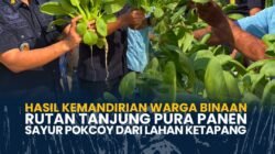 Hasil Kemandirian Warga Binaan, Rutan Tanjung Pura Panen Sayur Pokcoy dari Lahan Ketapang