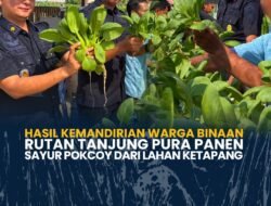 Hasil Kemandirian Warga Binaan, Rutan Tanjung Pura Panen Sayur Pokcoy dari Lahan Ketapang