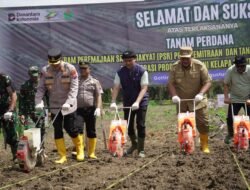 PTPN IV PalmCo Dorong Peremajaan Sawit Rakyat Disertai Tanam Padi Gogo di Asahan