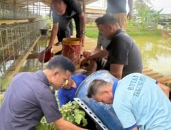 Penaburan Tahap Kedua , Rutan Tanjung Pura Sukses Tabur 2000 Benih Ikan Lele di Lahan Ketahanan Pangan