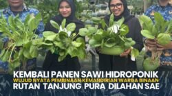 Kembali Panen Sawi Hidroponik Wujud Nyata Pembinaan Kemandirian Warga Binaan Rutan Tanjung Pura Dilahan SAE