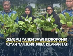 Kembali Panen Sawi Hidroponik Wujud Nyata Pembinaan Kemandirian Warga Binaan Rutan Tanjung Pura Dilahan SAE